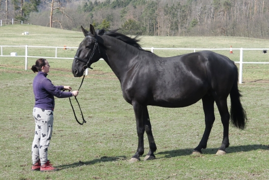 Kobyla Sarca