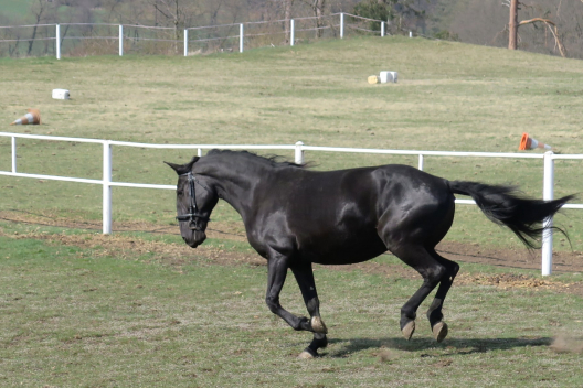 05_kobyla_sarca05