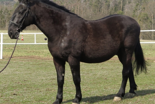 Sacramoso Evera
