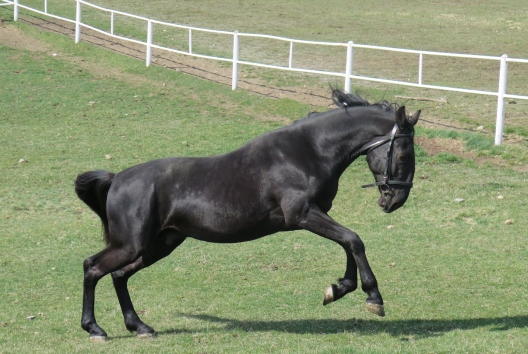 Sacramoso Sarca