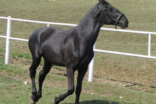 03_sacramoso_sarca1343_07